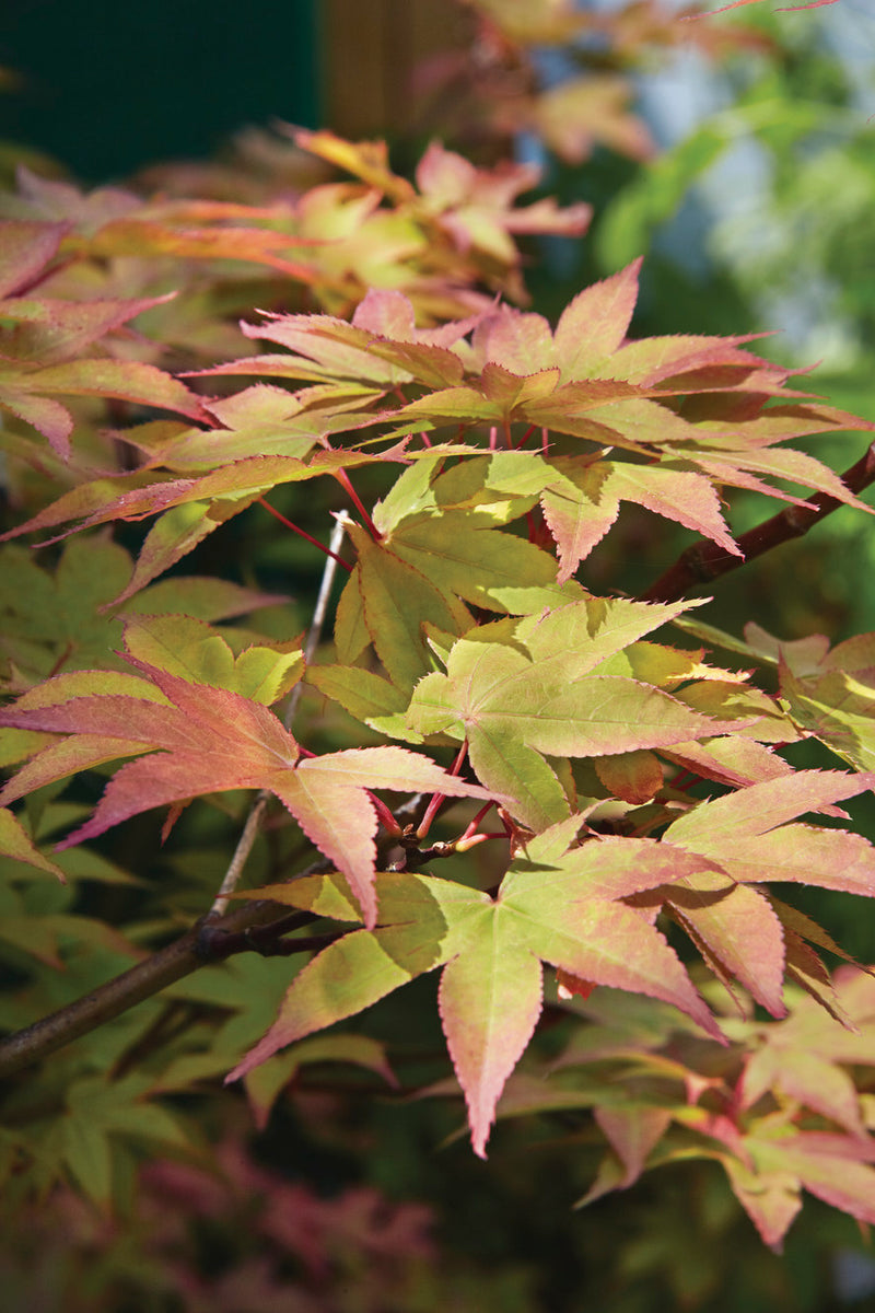 Grafted Japanese Maples Tablelands Nurseries Online