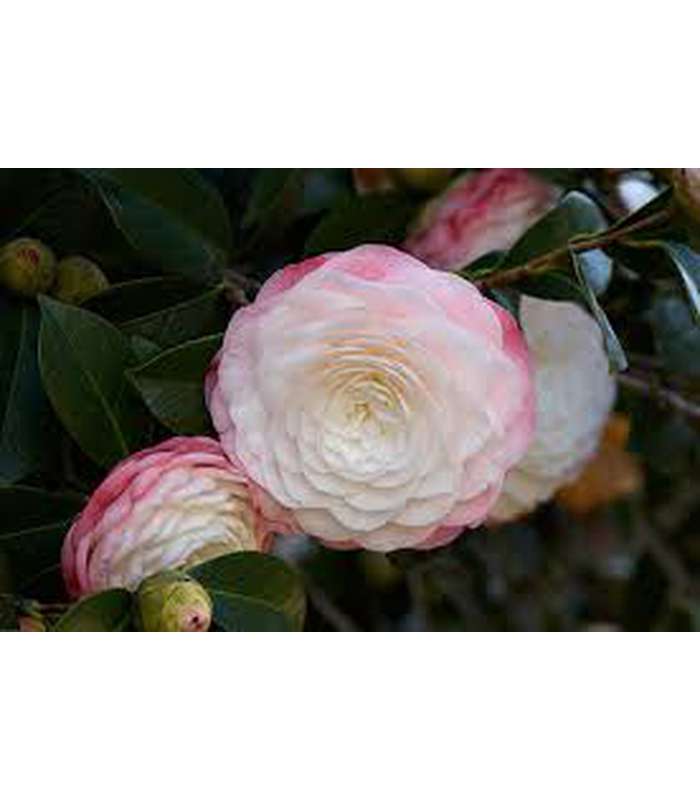 Camellia japonica and Hybrids (18 Varieties Available) - Buy Cold Climate Plants Online Tablelands Nurseries