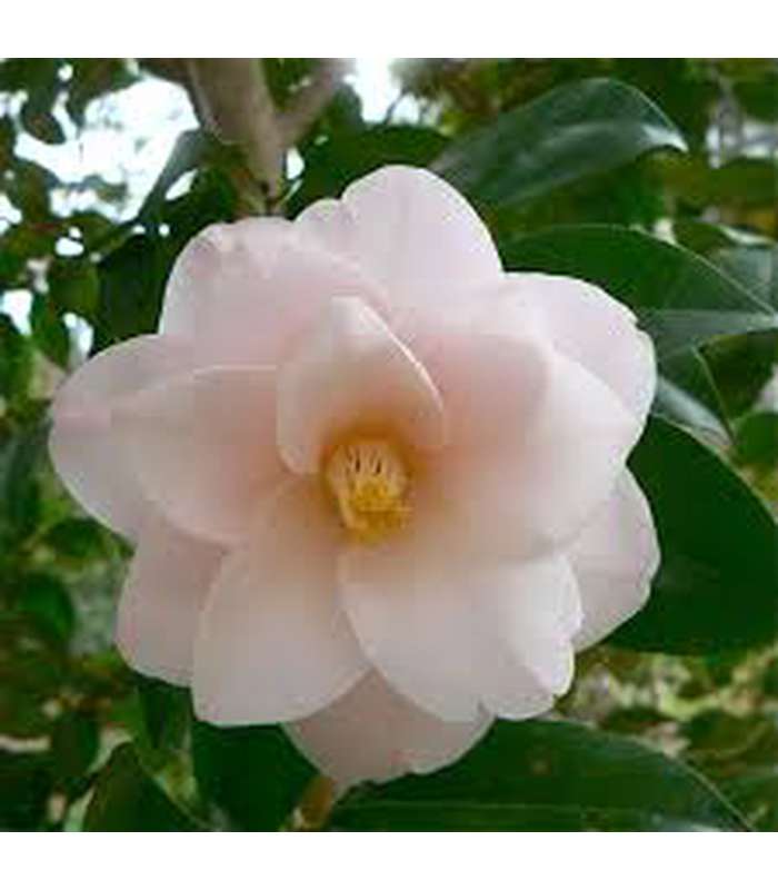 Camellia japonica and Hybrids (18 Varieties Available) - Buy Cold Climate Plants Online Tablelands Nurseries