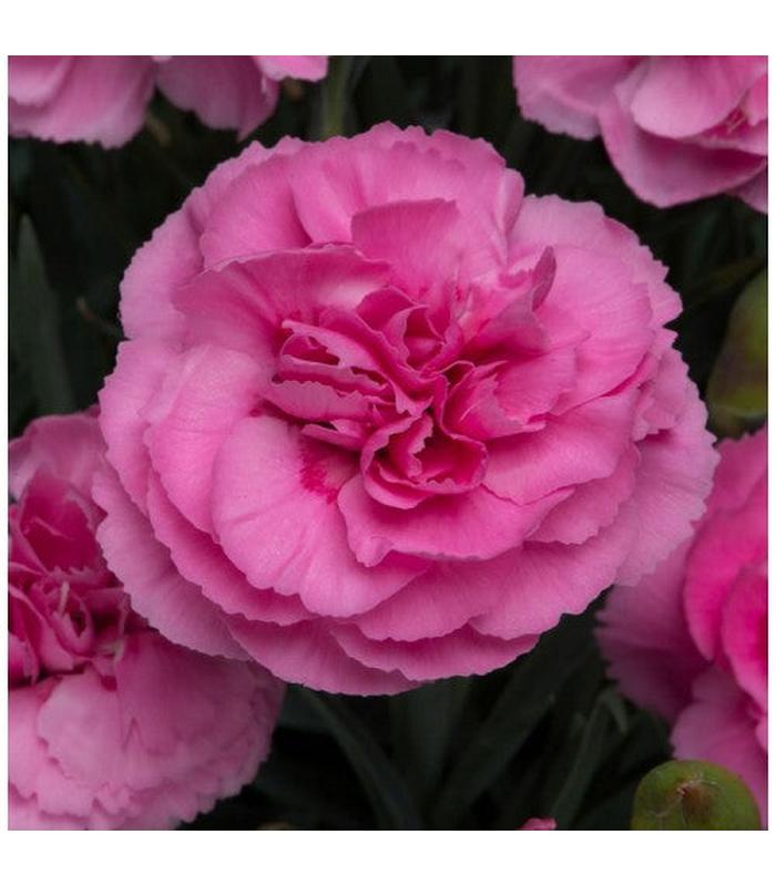 Dianthus (4 Varieties Available) - Buy Cold Climate Plants Online Tablelands Nurseries