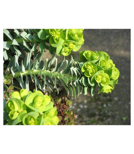 Euphorbia myrsinites - Buy Cold Climate Plants Online Tablelands Nurseries