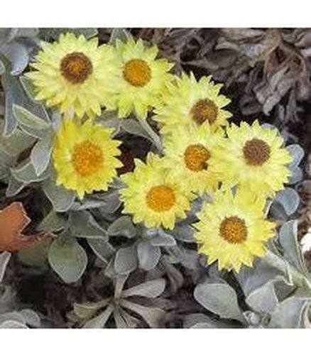 Helichrysum - Buy Cold Climate Plants Online Tablelands Nurseries