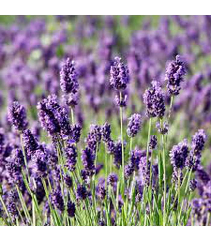 Lavandula angustifolia - English Lavender (2 varieties available) - Buy Cold Climate Plants Online Tablelands Nurseries