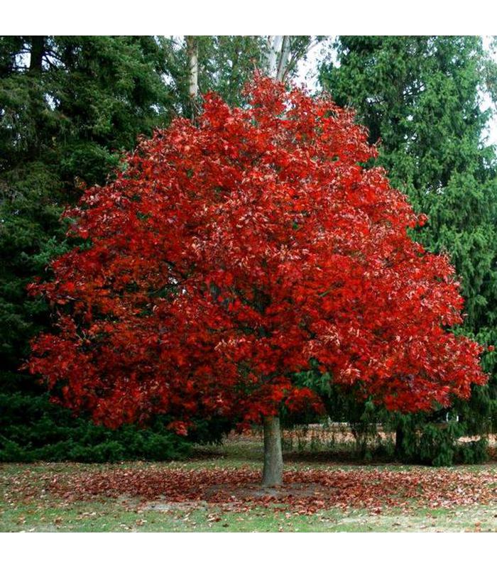 Oak Tree (2 Varieties Available) - Buy Cold Climate Plants Online Tablelands Nurseries
