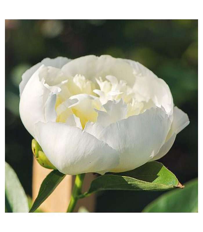 Paeony Rose ( 5 varieties available)