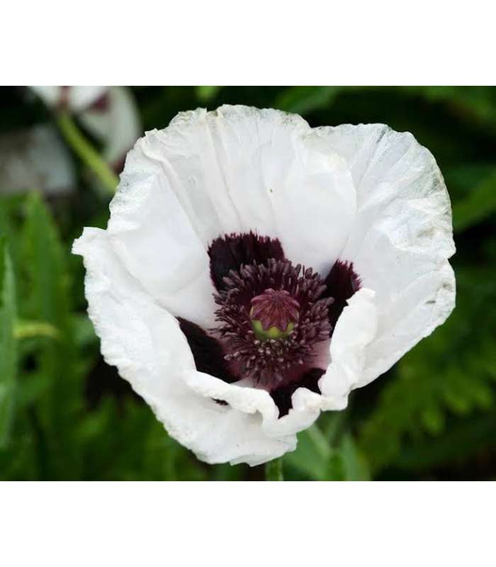 Oriental Poppy (5 Varieties Available) - Buy Cold Climate Plants Online Tablelands Nurseries