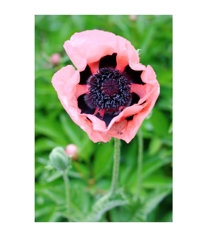 Oriental Poppy (5 Varieties Available)