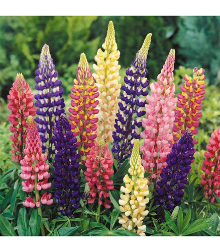 Lupinus Russell Hybrids (Mixed colours)