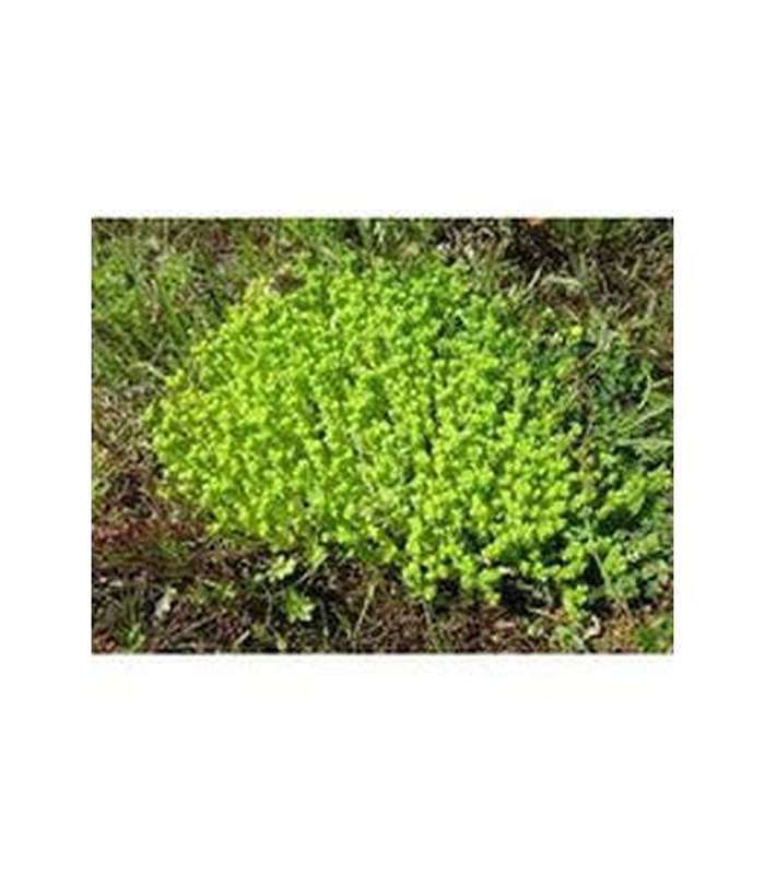Sedum spp. (4 Varieties Available) - Buy Cold Climate Plants Online Tablelands Nurseries