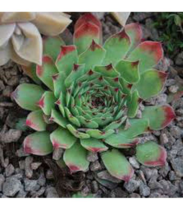 Sempervivum spp (5 varieties available) - Buy Cold Climate Plants Online Tablelands Nurseries