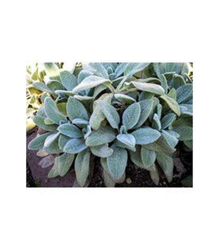 Stachys lanata Silver Fleece (Dwarf Lamb's Ears) - Buy Cold Climate Plants Online Tablelands Nurseries