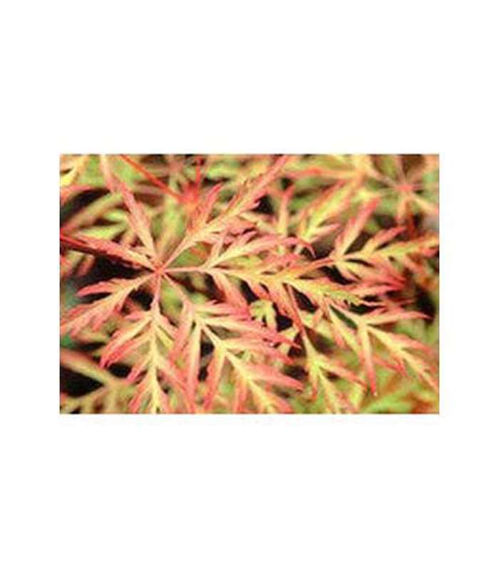 Acer palmatum Dissectum Weeping Maple (20 Varieties Available)