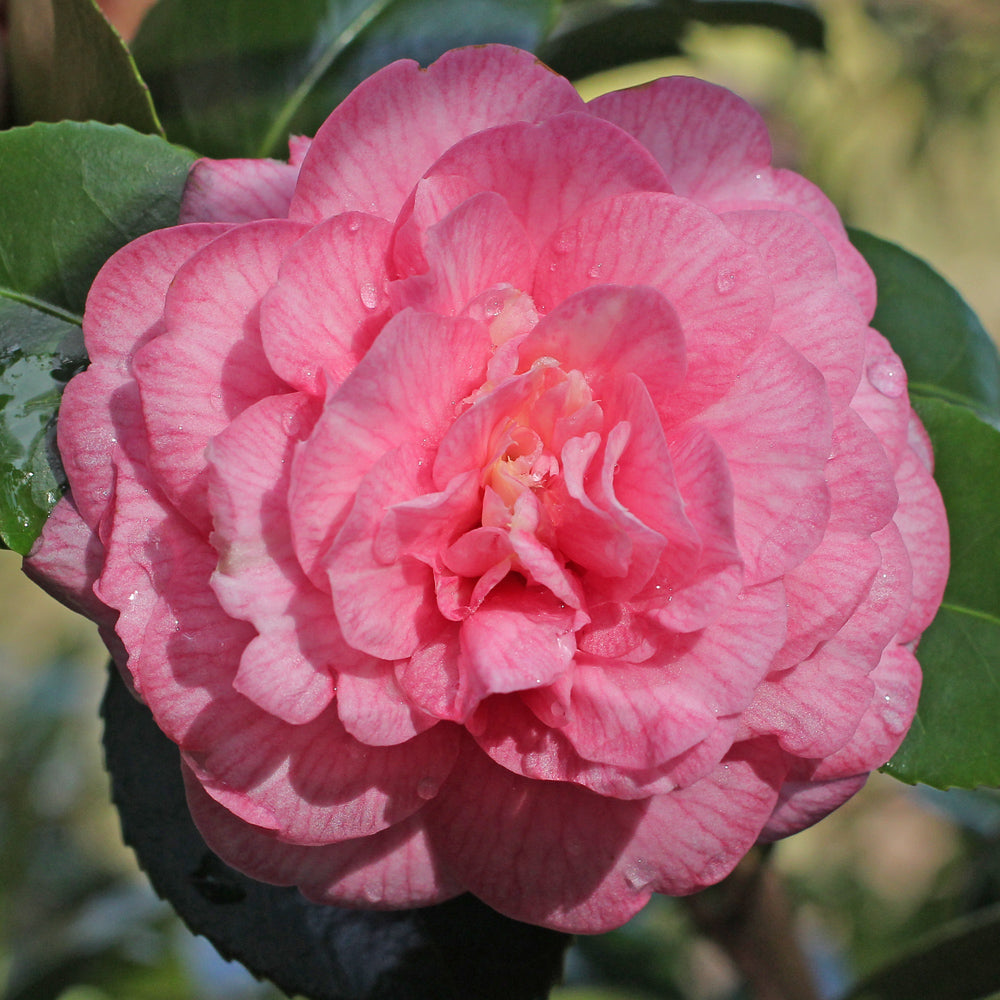 Camellia japonica and Hybrids (18 Varieties Available)