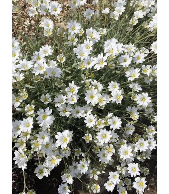 Cerastium tomentosum Snow in Summer - Buy Cold Climate Plants Online Tablelands Nurseries