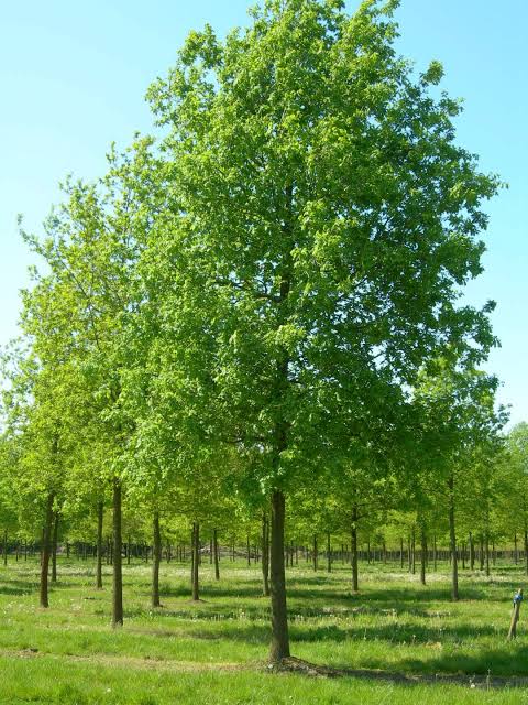 Oak Tree (3 Varieties Available)