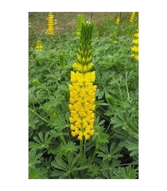 Lupinus polyphyllus (5 Varieties Available) - Buy Cold Climate Plants Online Tablelands Nurseries