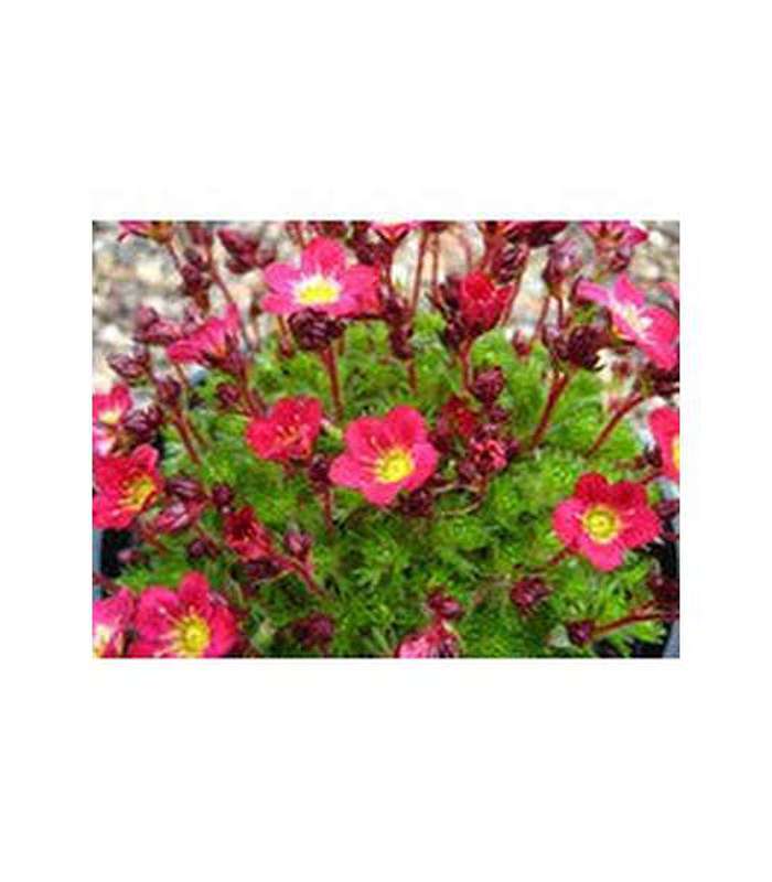 Saxifraga (3 Varieties Available) - Buy Cold Climate Plants Online Tablelands Nurseries