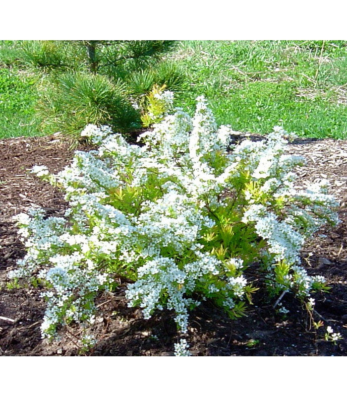 Spiraea cantoniensis (Maybush) - Buy Cold Climate Plants Online Tablelands Nurseries