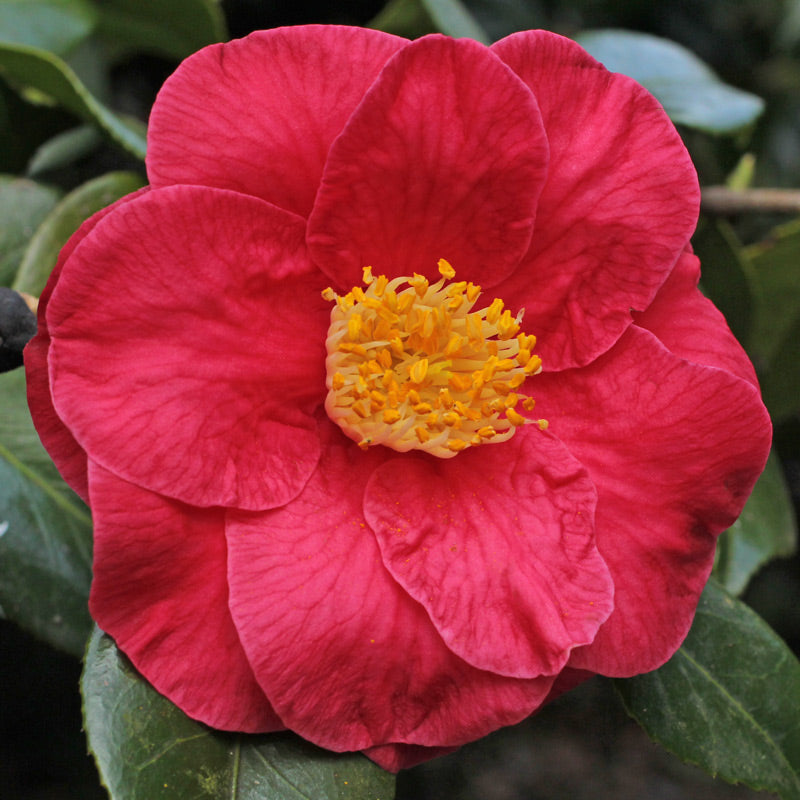 Camellia japonica and Hybrids (18 Varieties Available)