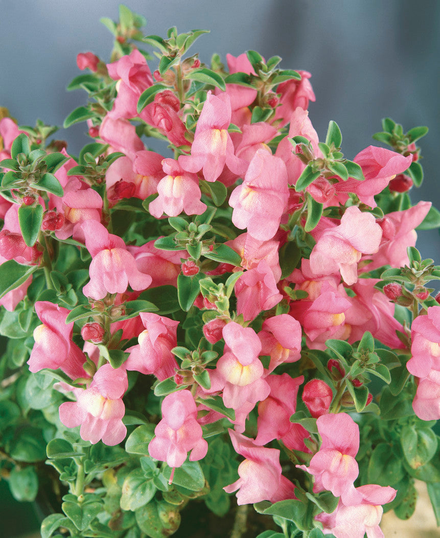 Antirrhinum roseum (Pink Snow)