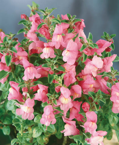 Antirrhinum roseum (Pink Snow)