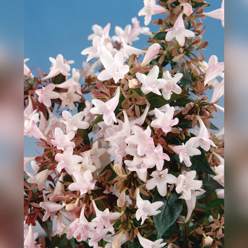 Abelia grandiflora (2 Varieties Available)