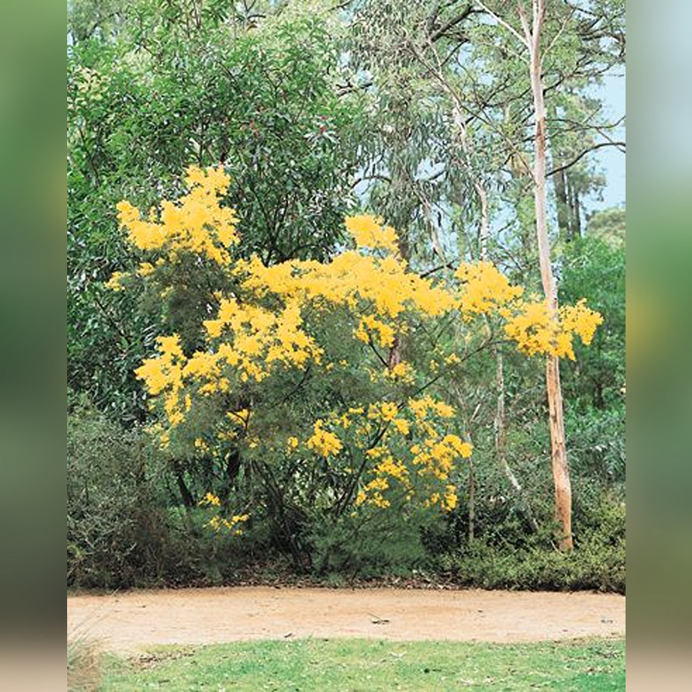 Acacia (2 Varieties Available)