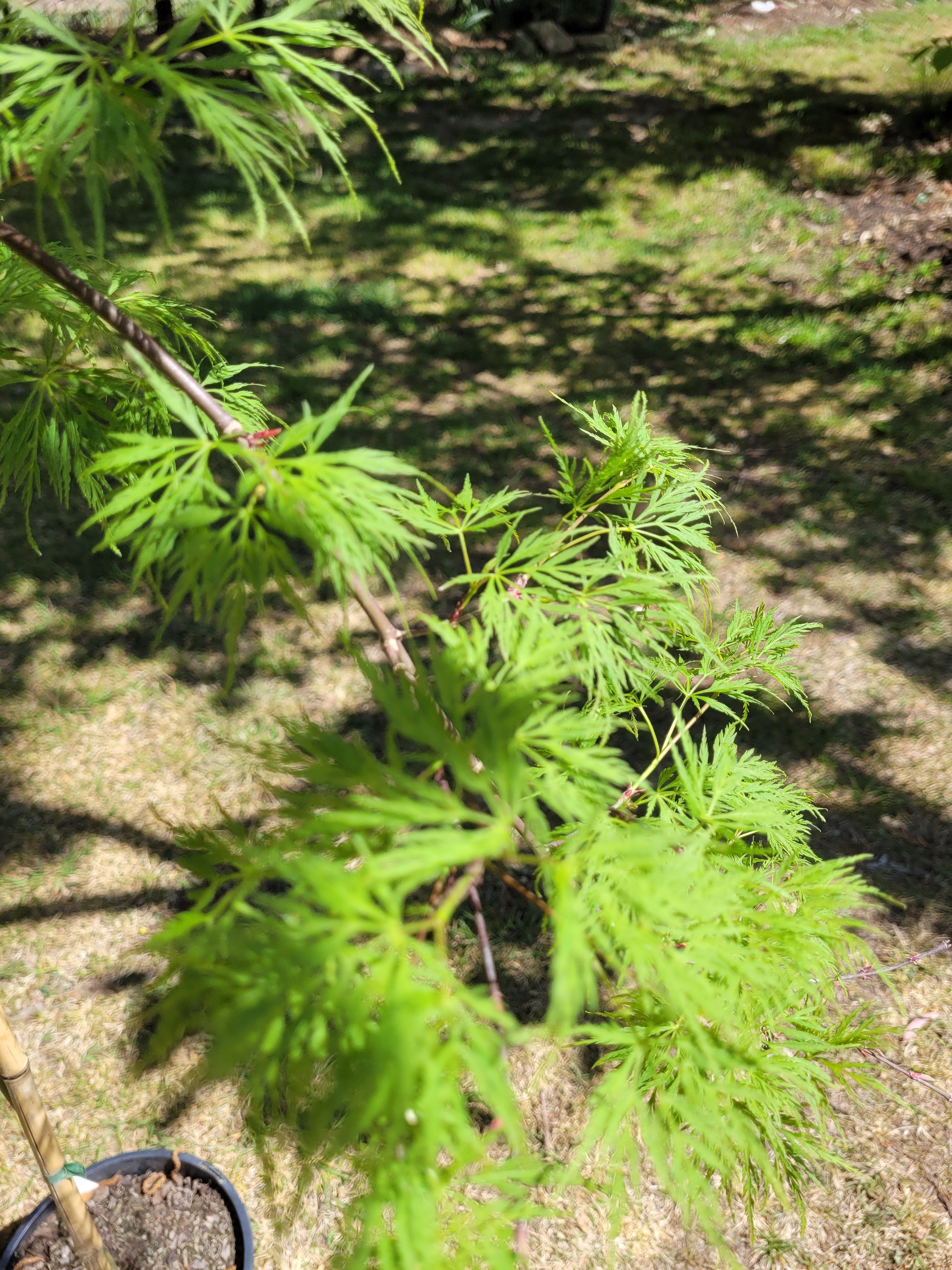 Acer palmatum Dissectum Weeping Maple (20 Varieties Available)