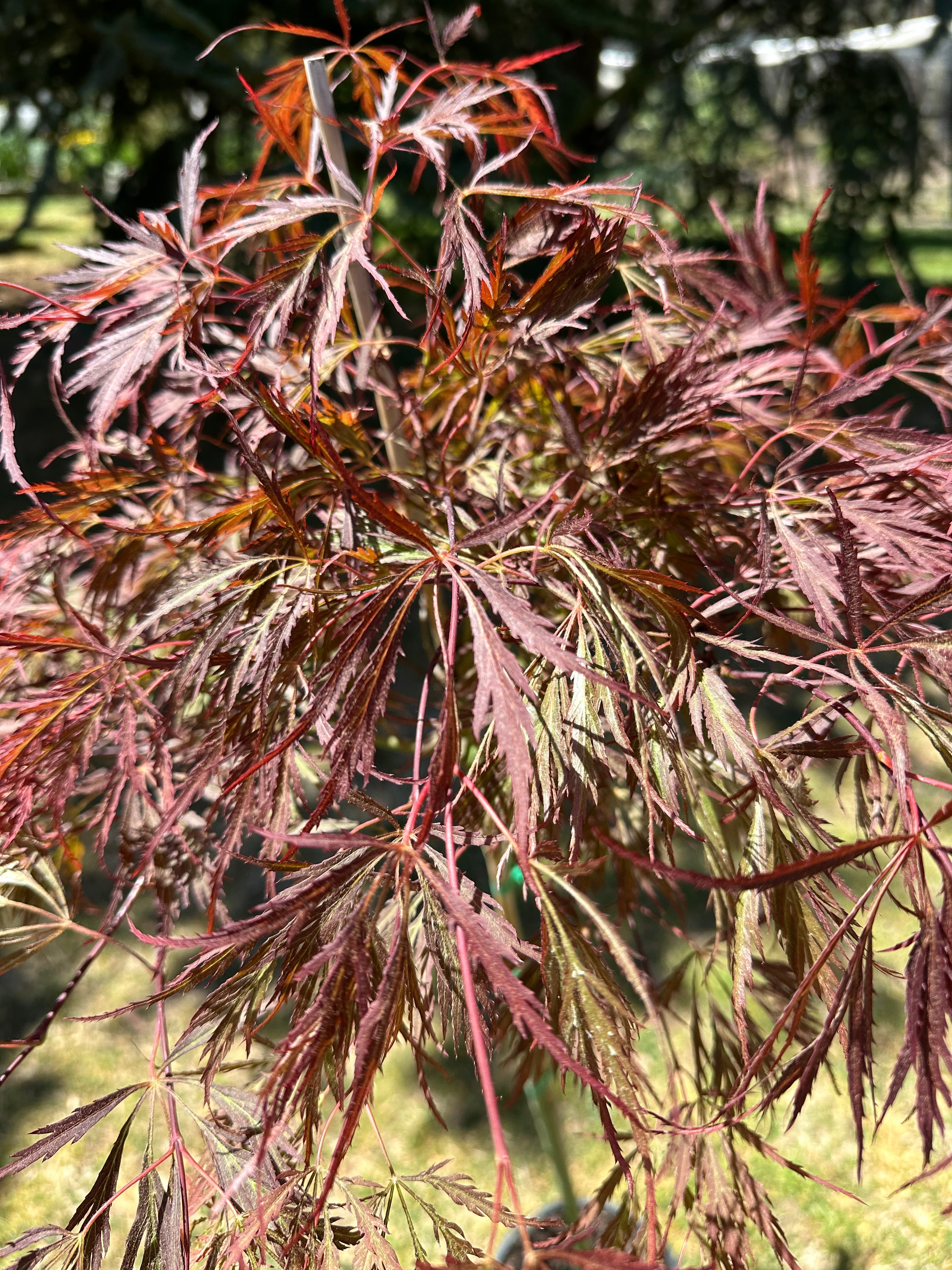 Acer palmatum Dissectum Weeping Maple (20 Varieties Available)