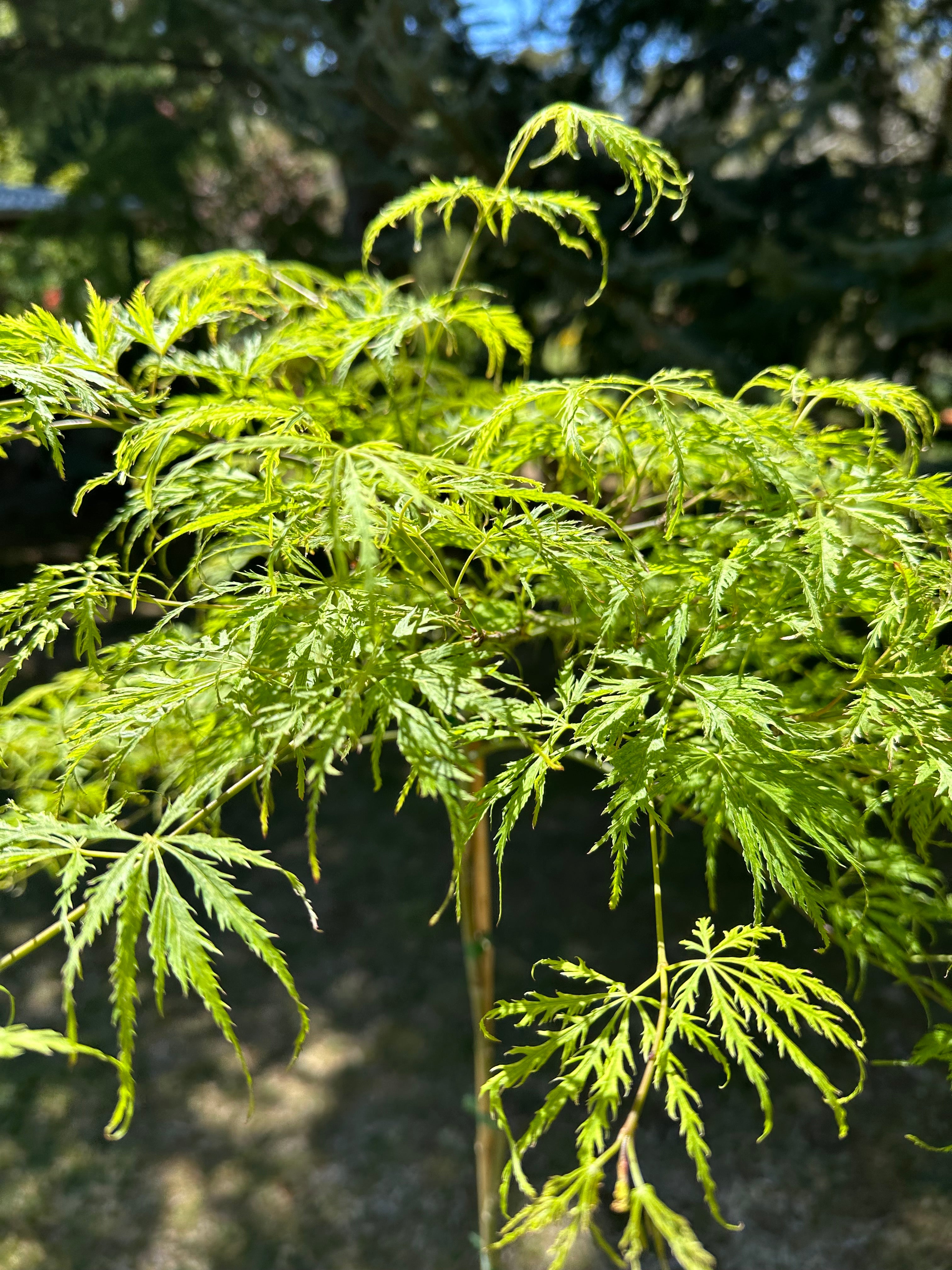 Acer palmatum Dissectum Weeping Maple (20 Varieties Available)