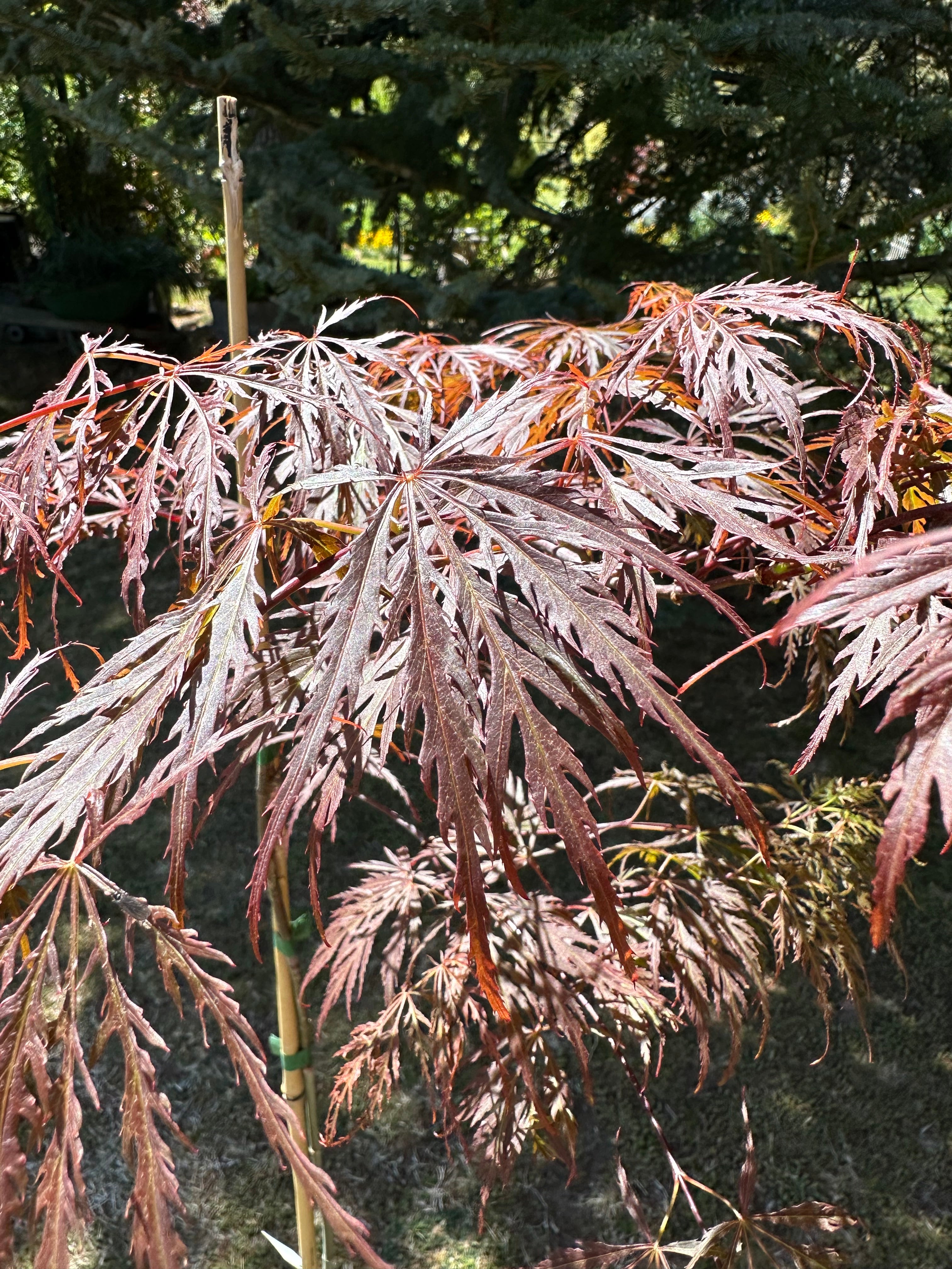 Acer palmatum Dissectum Weeping Maple (20 Varieties Available)