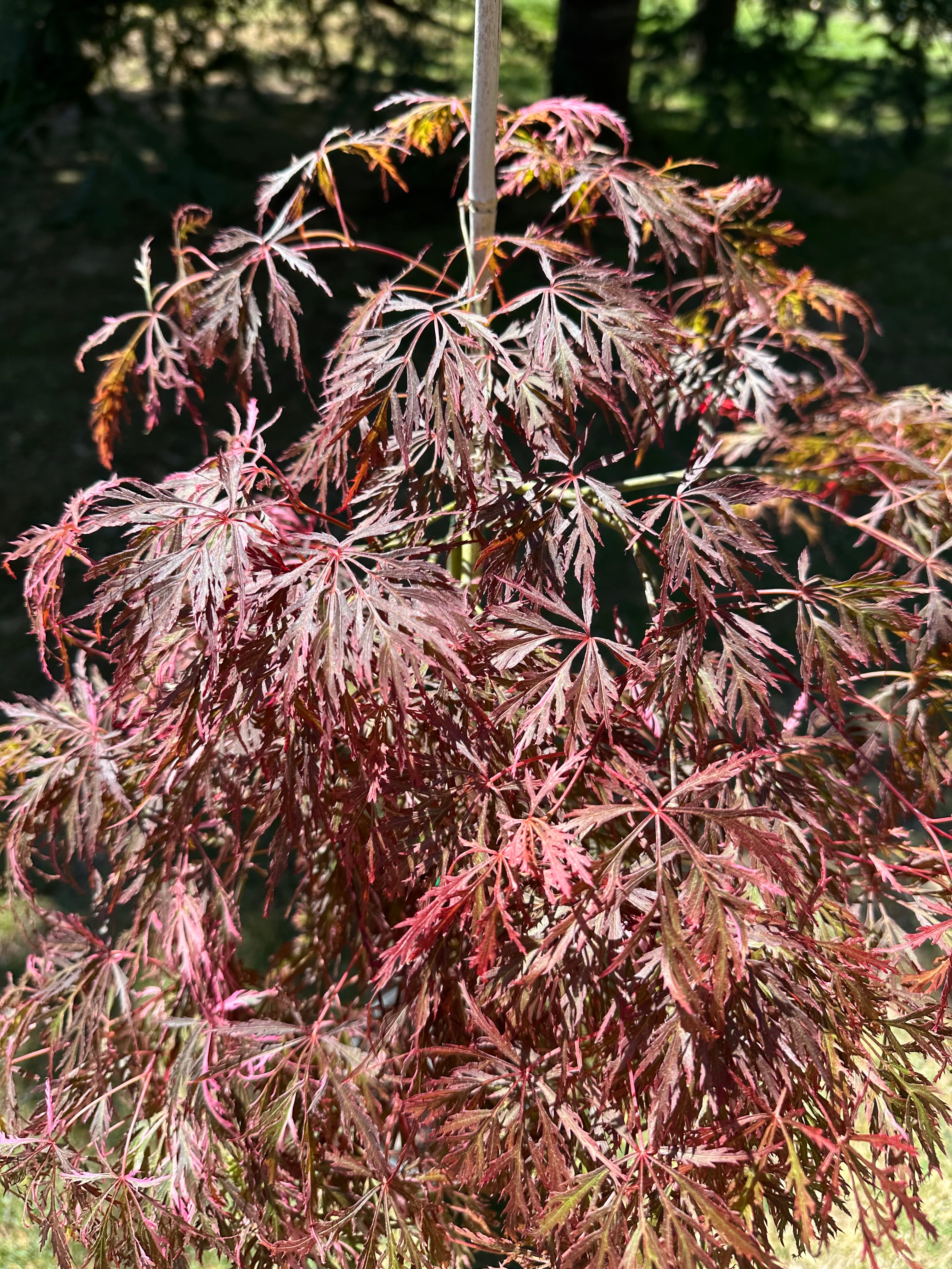 Acer palmatum Dissectum Weeping Maple (20 Varieties Available)