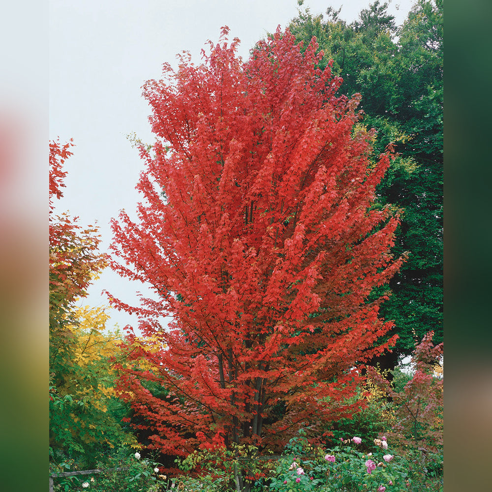 Acer Jeffersred