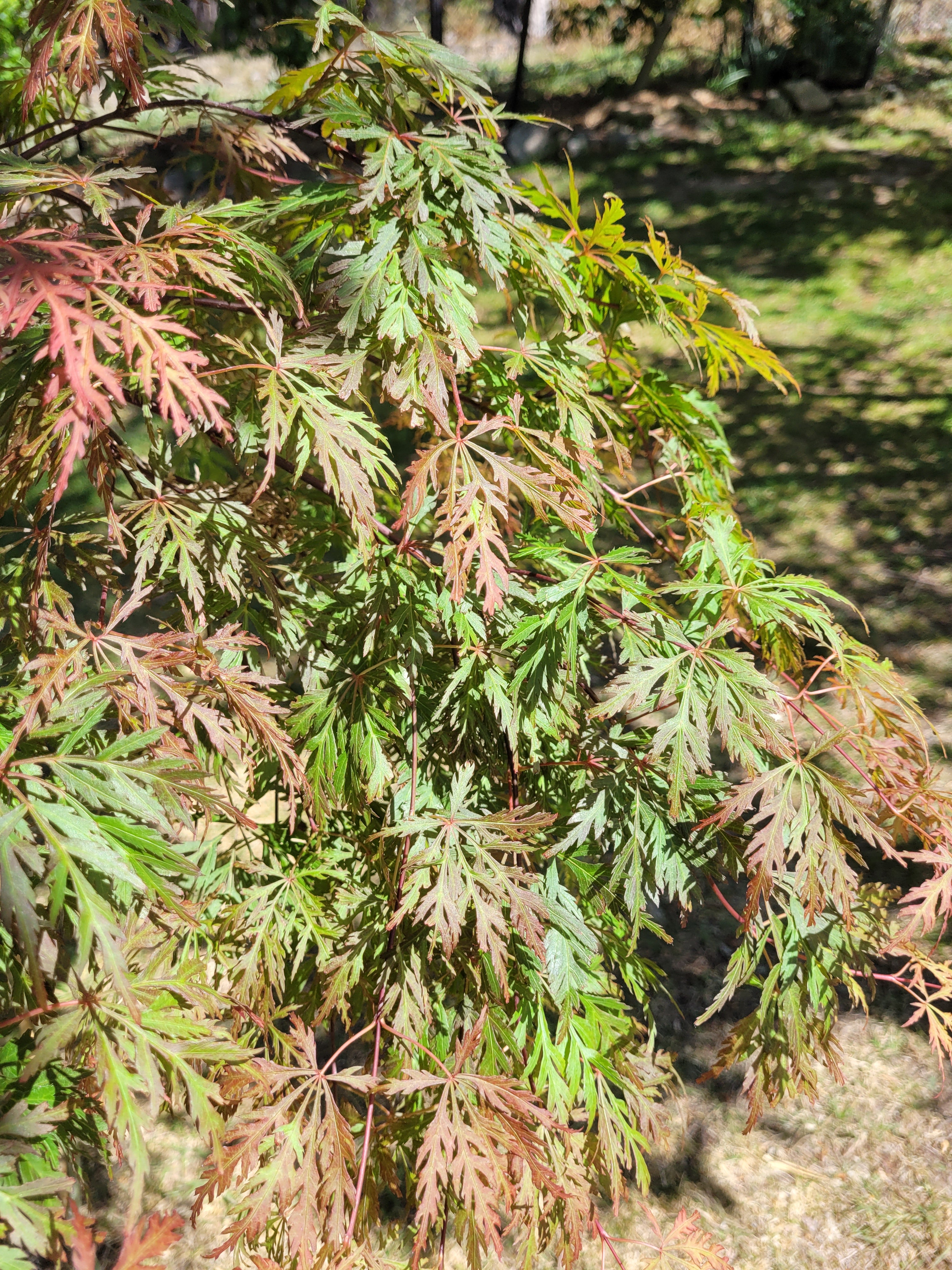 Acer palmatum Dissectum Weeping Maple (20 Varieties Available)