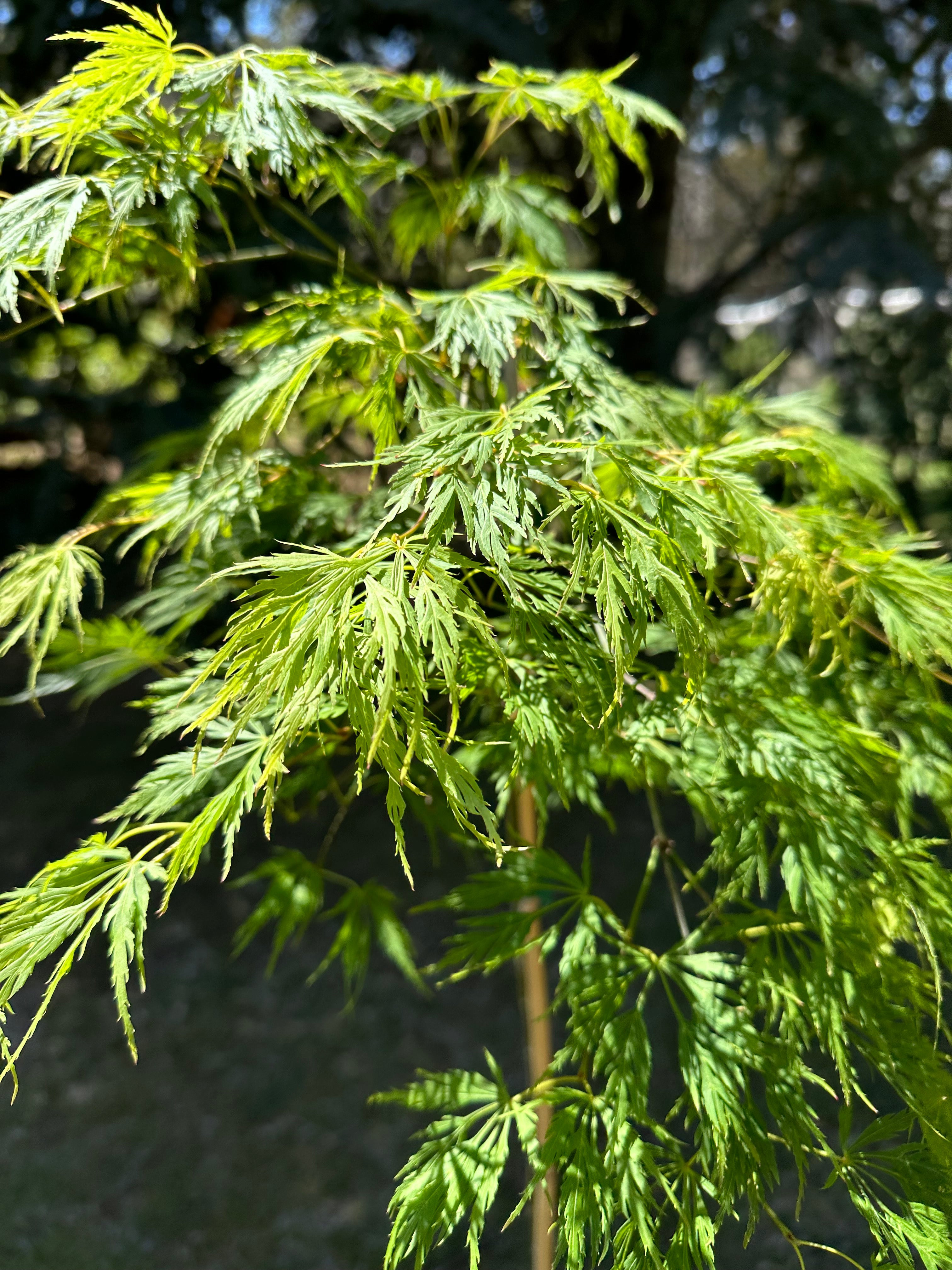 Acer palmatum Dissectum Weeping Maple (20 Varieties Available)