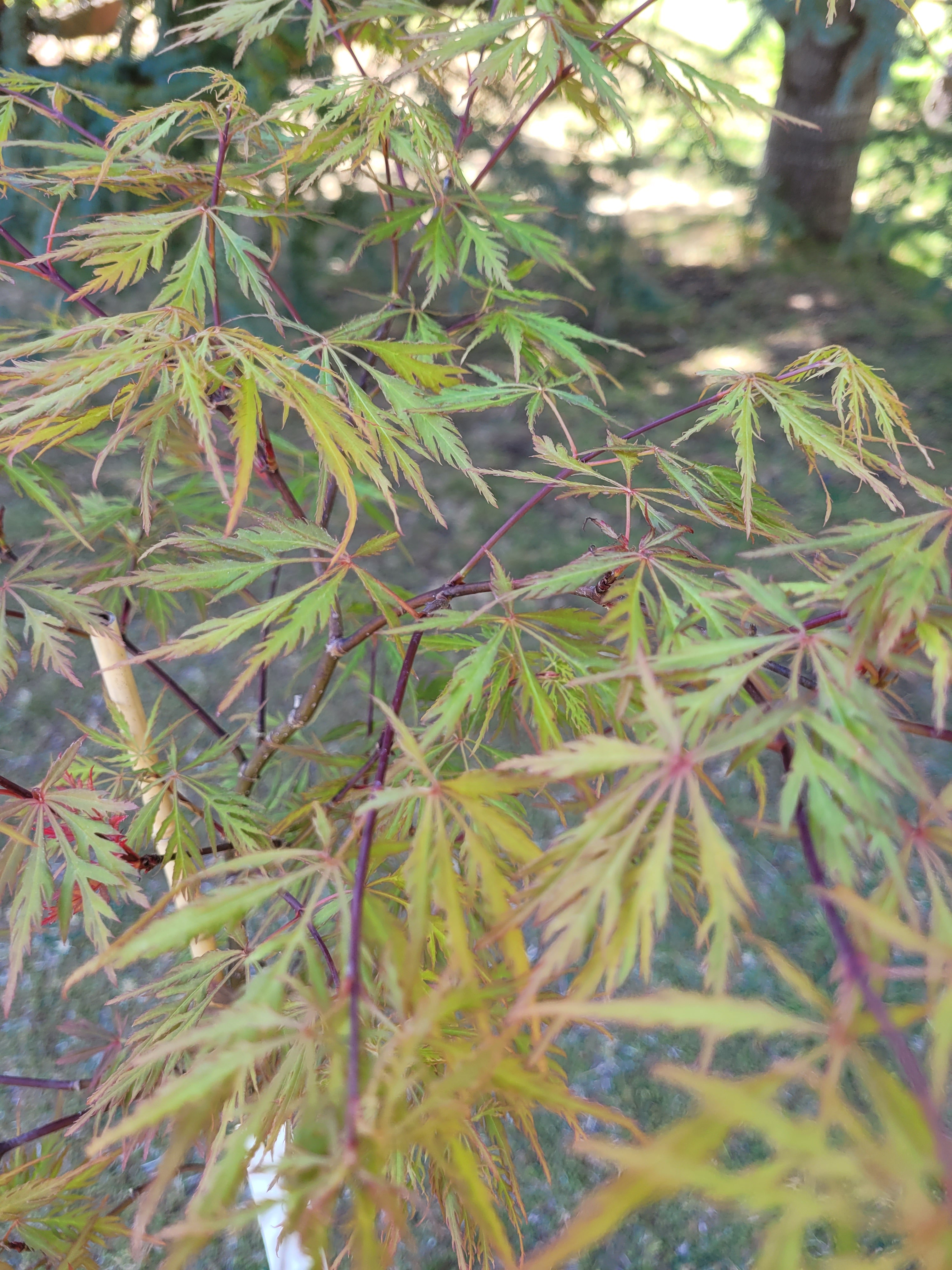 Acer palmatum Dissectum Weeping Maple (20 Varieties Available)