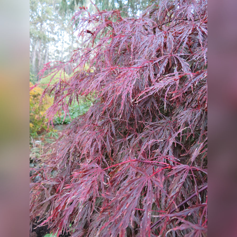 Acer palmatum Dissectum Weeping Maple (20 Varieties Available)