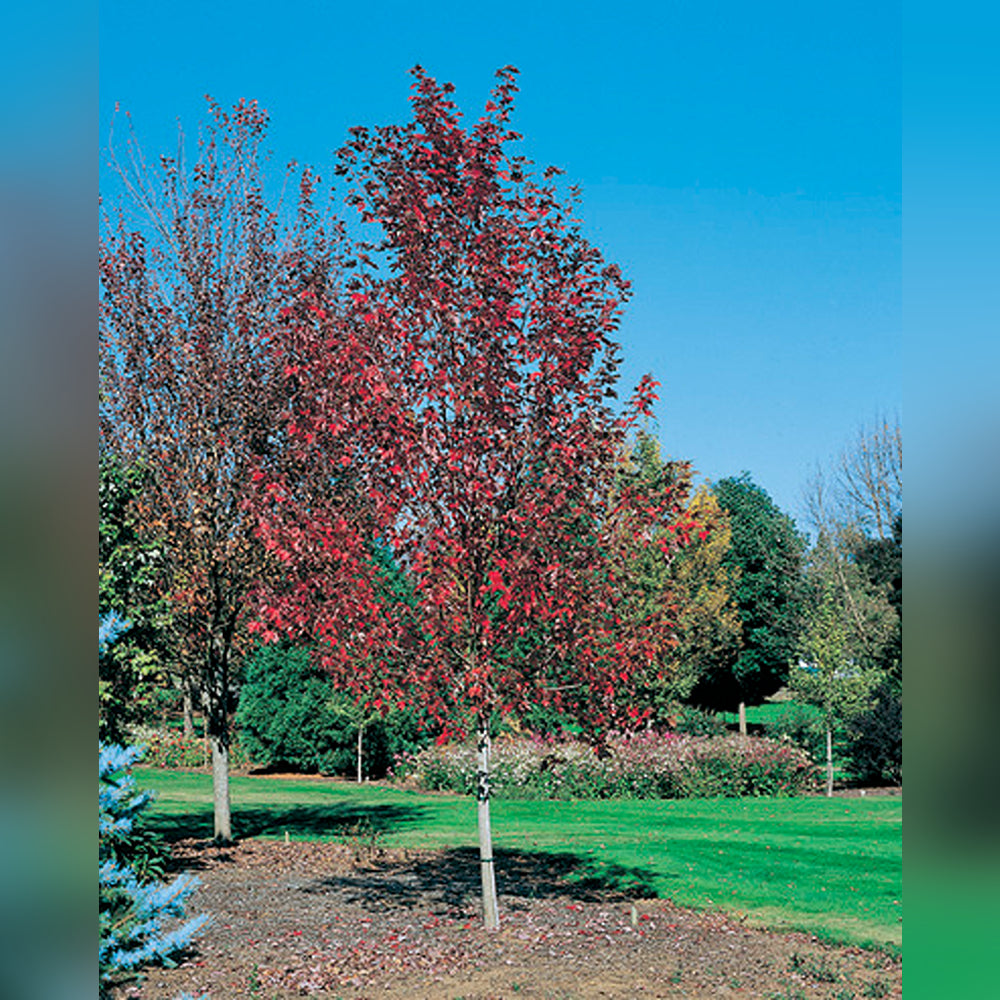 Acer Jeffersred