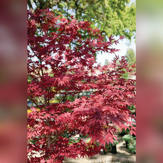 Acer palmatum Grafted Upright (18 Varieties Available)