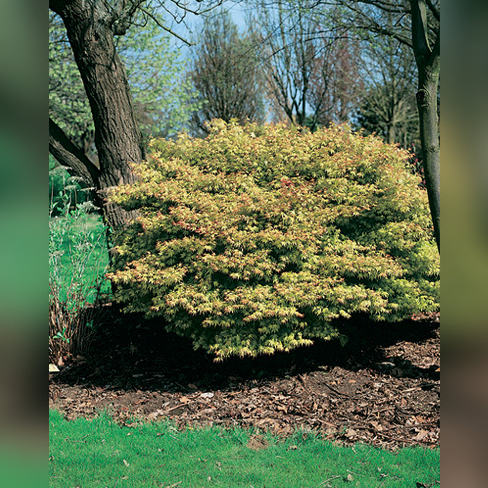 Acer palmatum Grafted Upright (18 Varieties Available)