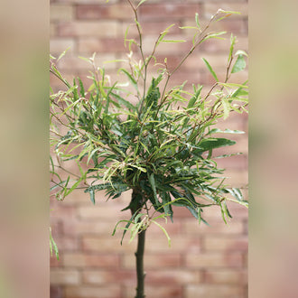 Acer palmatum Grafted Upright (18 Varieties Available)