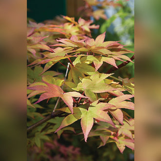 Acer palmatum Grafted Upright (18 Varieties Available)