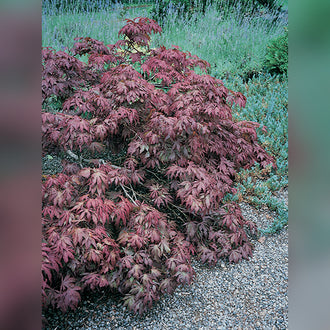 Acer palmatum Grafted Upright (18 Varieties Available)