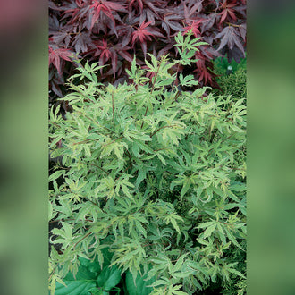 Acer palmatum Grafted Upright (18 Varieties Available)