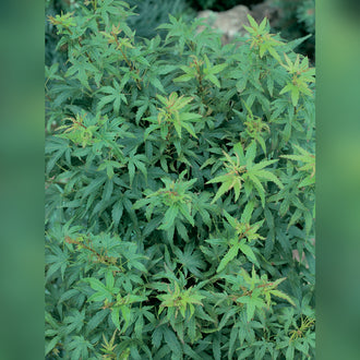 Acer palmatum Grafted Upright (18 Varieties Available)