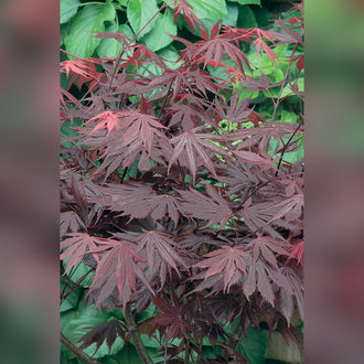 Acer palmatum Grafted Upright (18 Varieties Available)