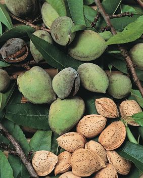 Almond (Self Fertile)