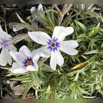 Alpine Phlox (8 Varieties Available)
