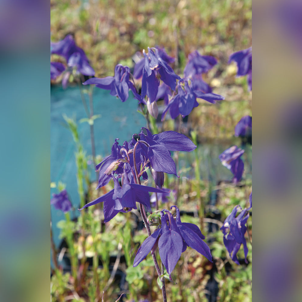 Aquilegia (3 Varieties Available)