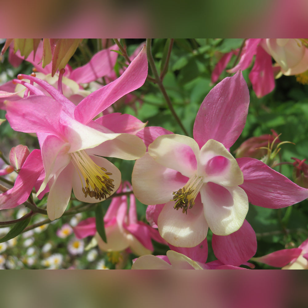 Aquilegia (3 Varieties Available)